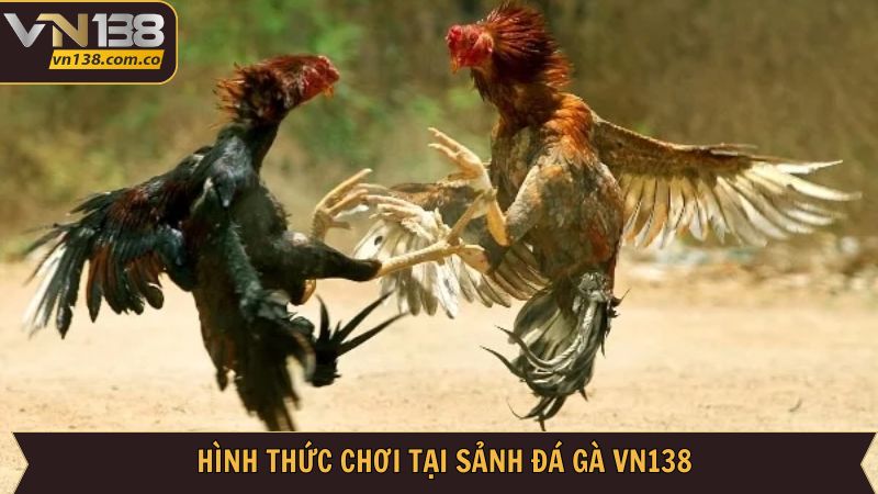 Thể loại cá cược đá gà VN138 nổi tiếng cho hội viên