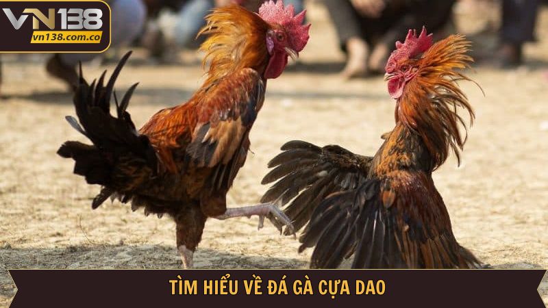 Đá Gà Cựa Dao Tại VN138 - Chinh Phục Trận Chiến Khốc Liệt 2 Giới thiệu sơ bộ về hình thức cược hấp dẫn