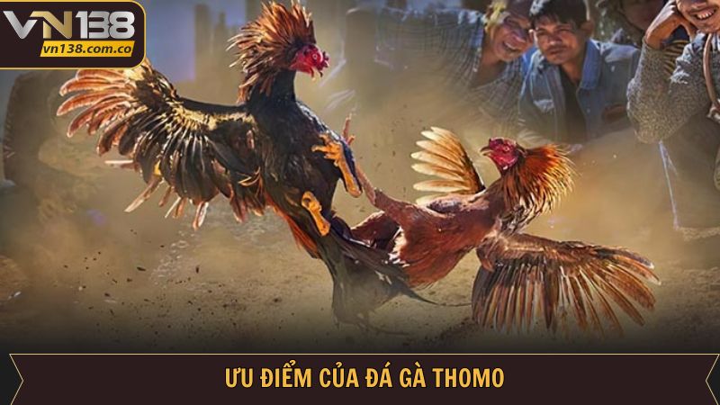 Đá Gà Thomo VN138 - Trải Nghiệm Đỉnh Cao Uy Tín Minh Bạch 3 Ưu điểm hấp dẫn khi người dùng tham gia cá cược đá gà Thomo